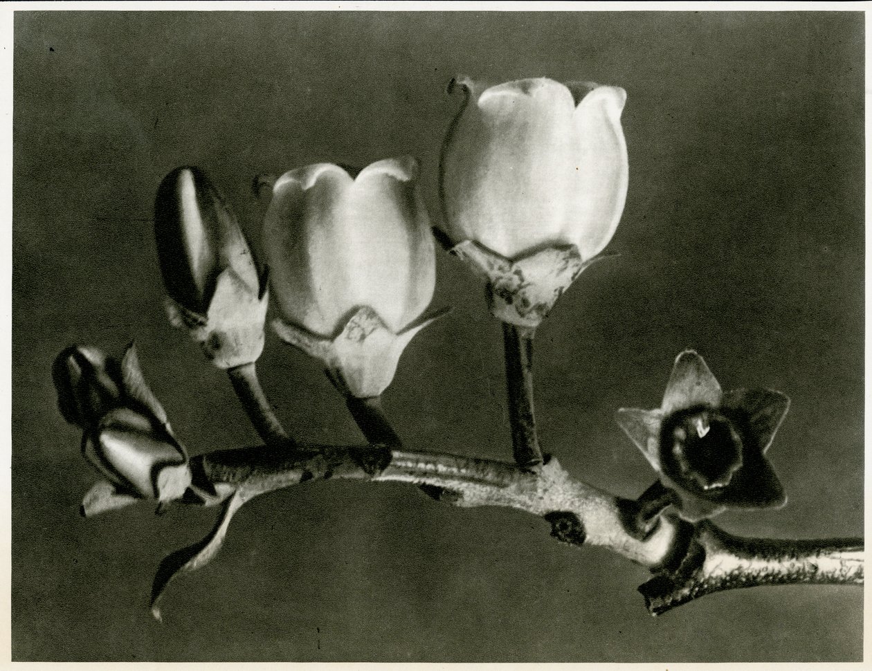 Vaccinium Corymbosum。 1929（グラビア） 作： カール・ブロスフェルト