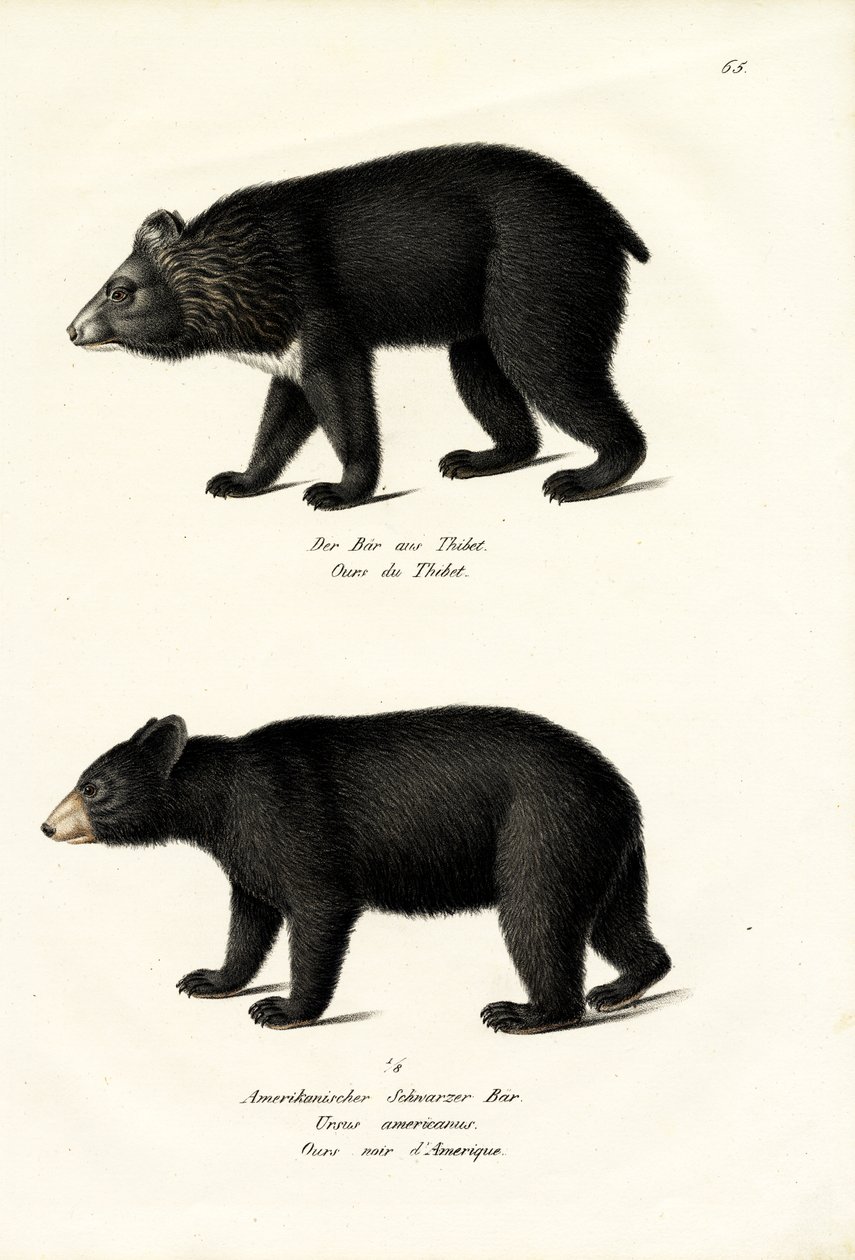 ヒマラヤブラックベア、1824年 作： Karl Joseph Brodtmann