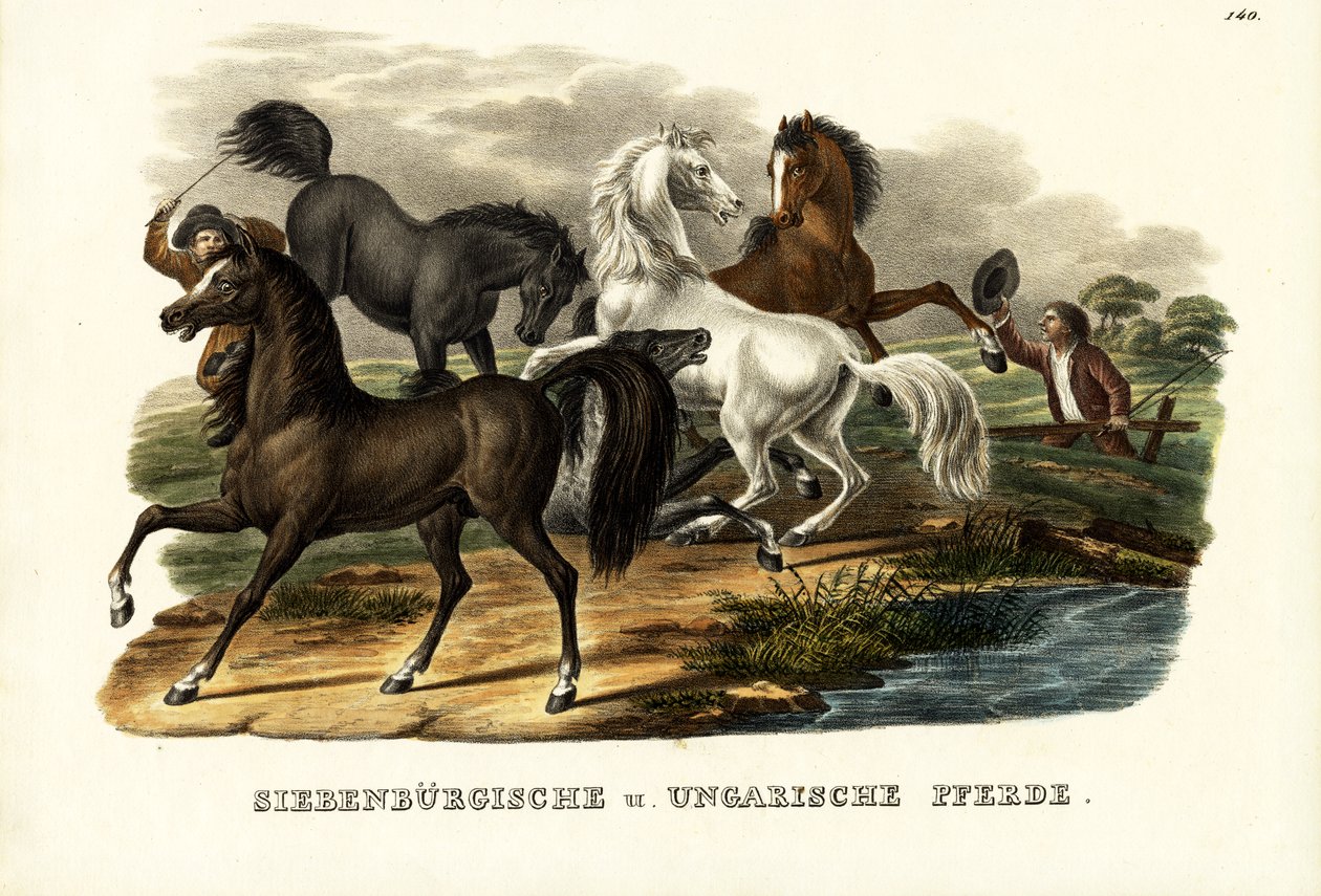 1824年のトランシルバニア馬とハンガリー馬 作： Karl Joseph Brodtmann
