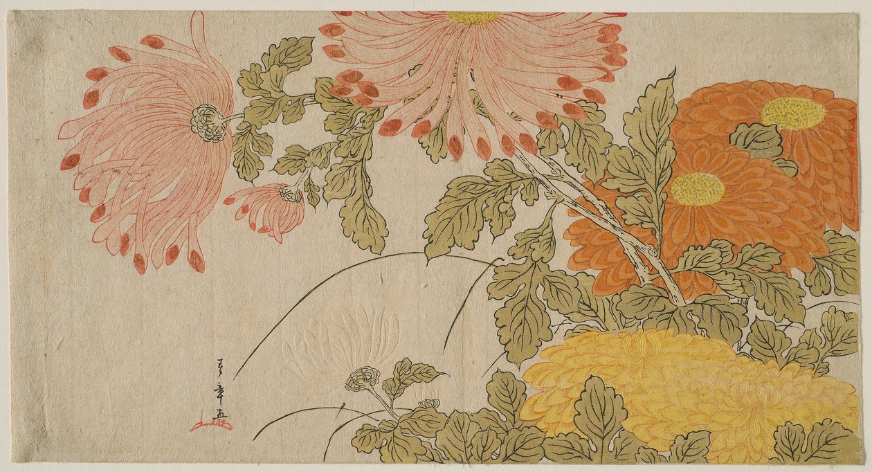 菊 1780年頃（錦絵・摺物） 作： 勝川春章