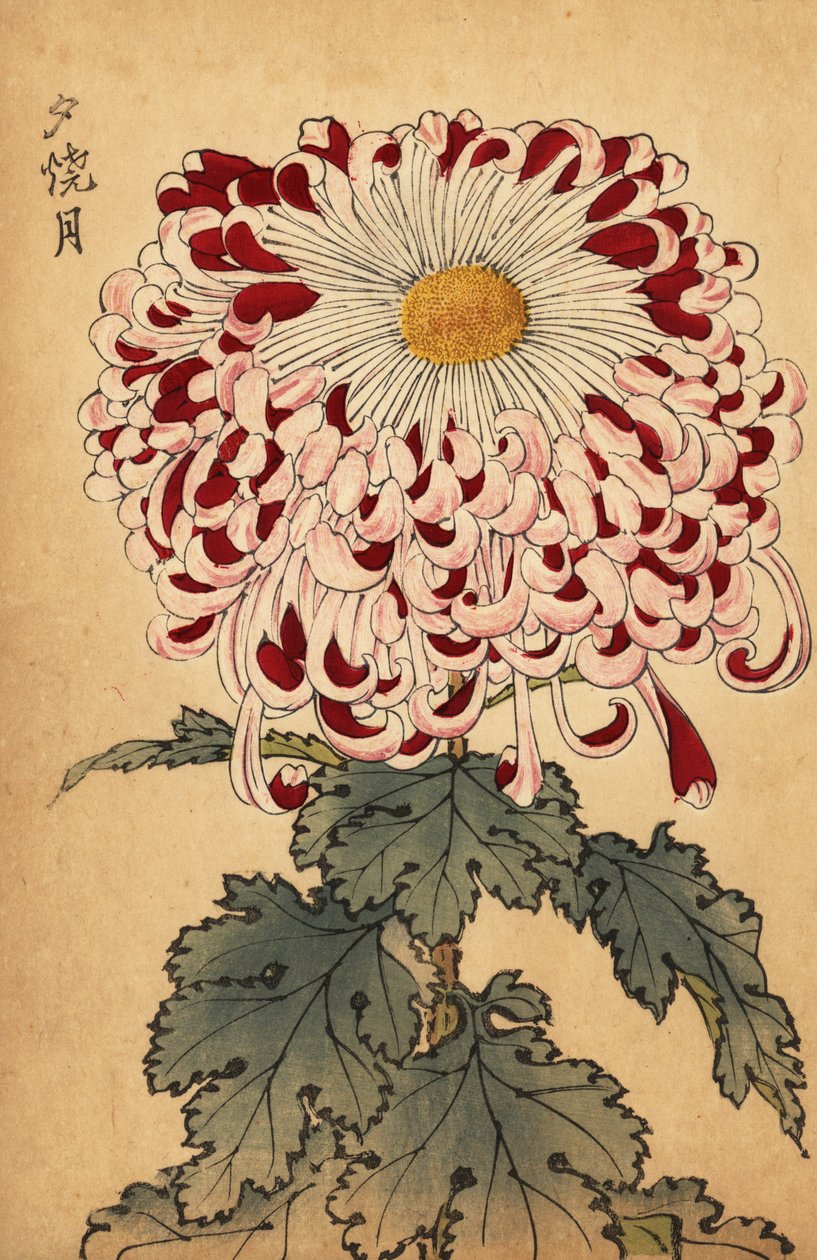 交配紅白匙菊、1893年（彫刻） 作： 長谷川恵香