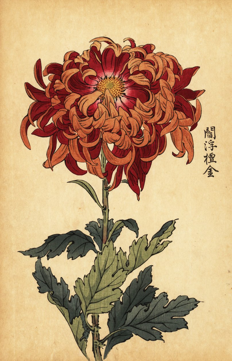 ハイブリッド オレンジと深紅の菊、1893 年 (彫刻) 作： 長谷川恵香