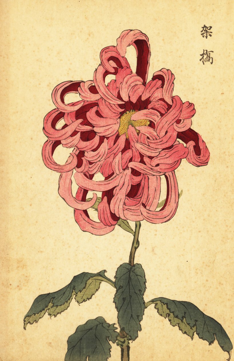 ハイブリッドピンクと深紅の菊、1893年（彫刻） 作： 長谷川恵香