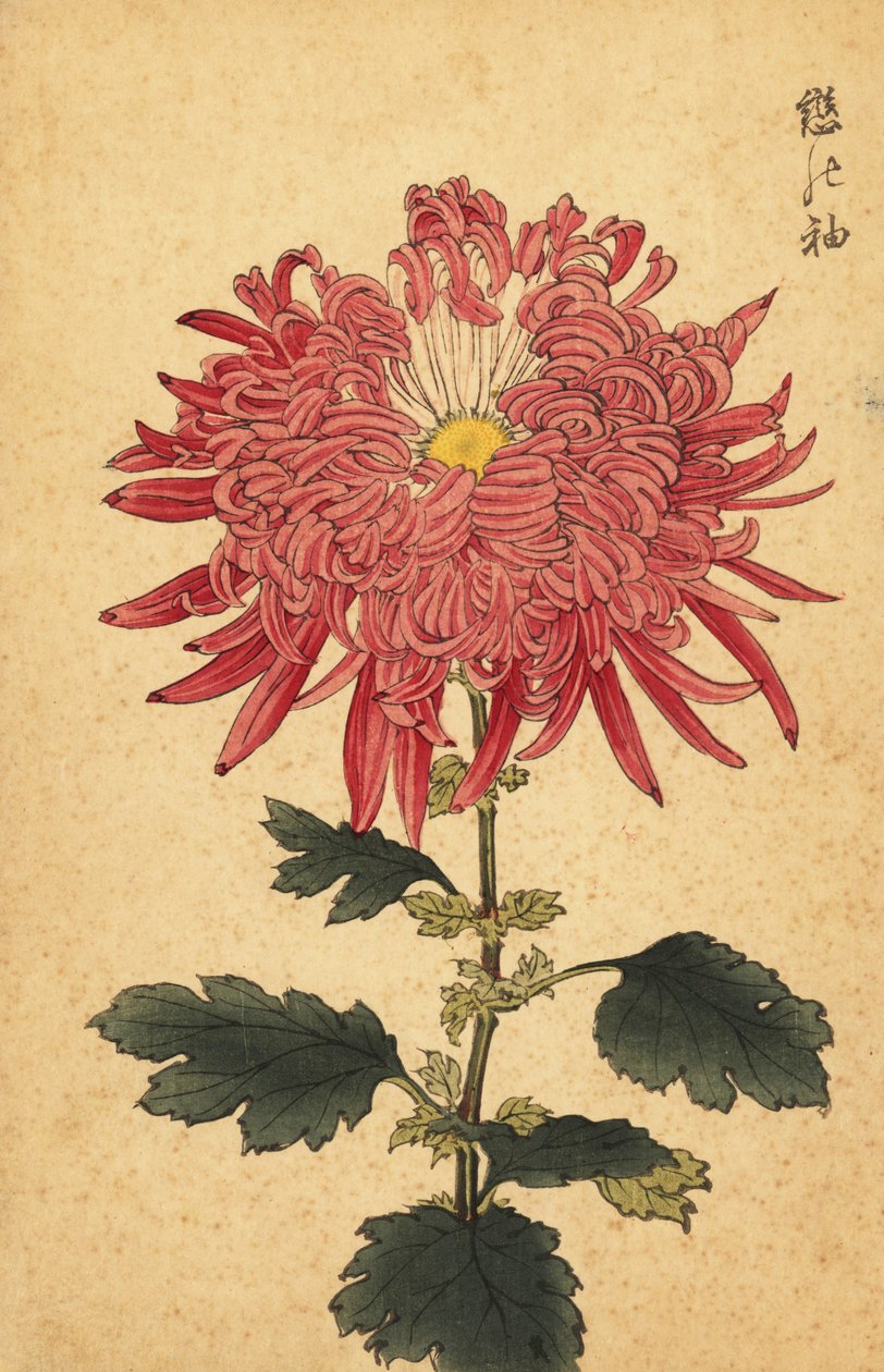 ハイブリッド ピンク クイル キク、1893 年 (彫刻) 作： 長谷川恵香