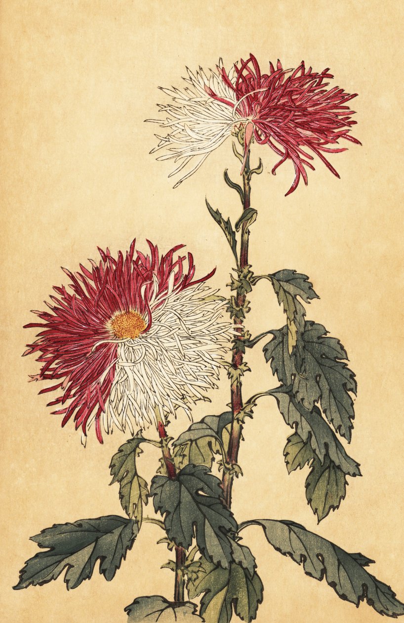 紫と白のハイブリッド クイル キク、1893 年 (彫刻) 作： 長谷川恵香