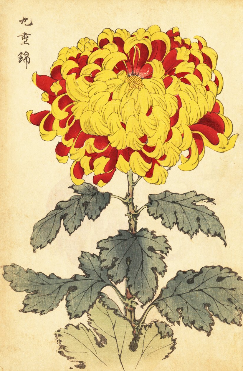 ハイブリッド緋色と黄色の菊、1893年（彫刻） 作： 長谷川恵香