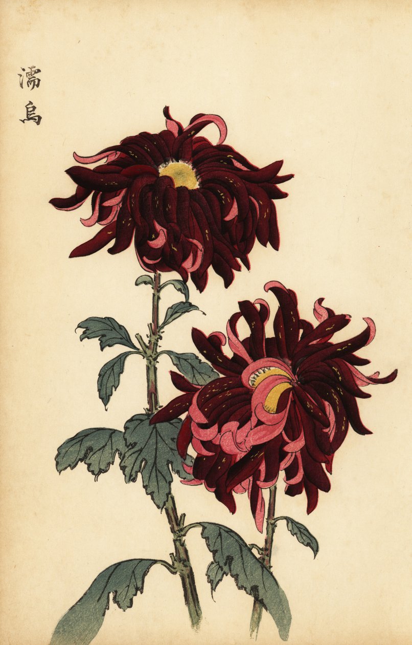 混成斑入りの深紅とピンクの菊、1893年（彫刻） 作： 長谷川恵香