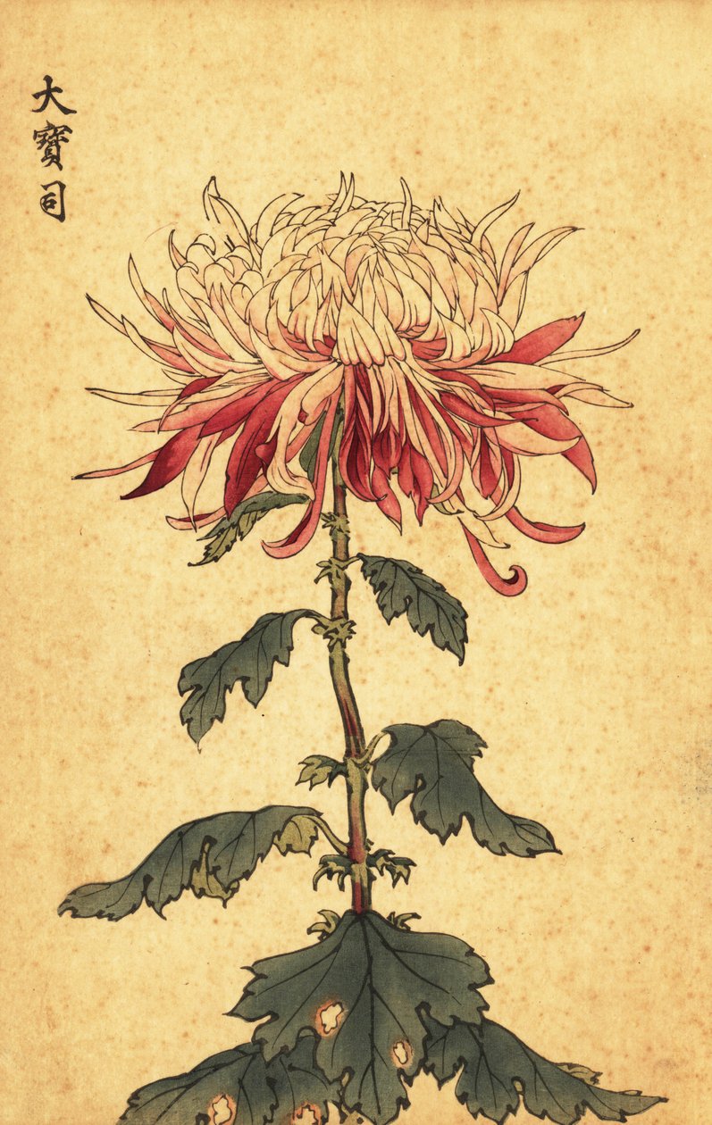 白と深紅のハイブリッド スプーン菊、1893 年 (彫刻) 作： 長谷川恵香