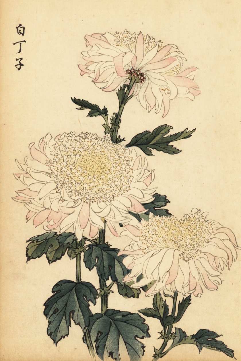 白とピンクのハイブリッド菊、1893年（彫刻） 作： 長谷川恵香