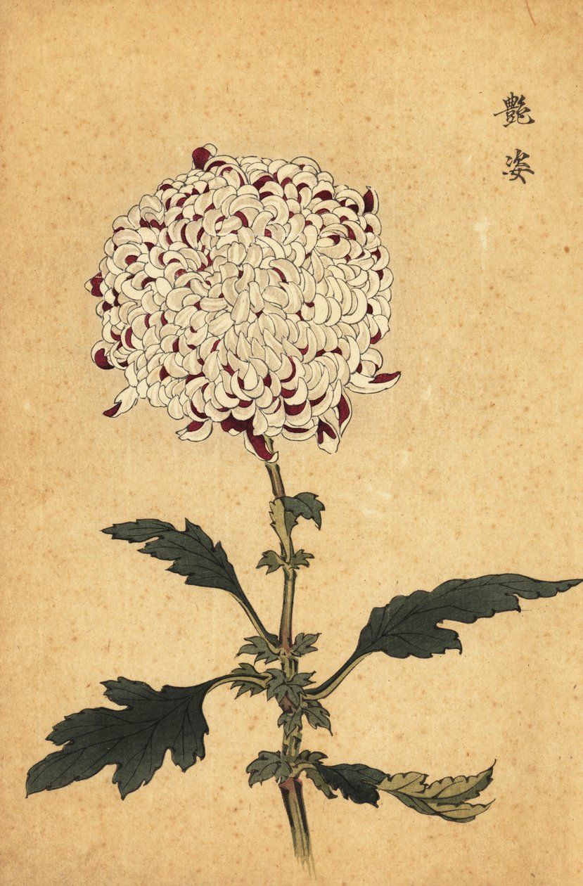 白と紫のハイブリッド ポンポン菊、1893 年 (彫刻) 作： 長谷川恵香