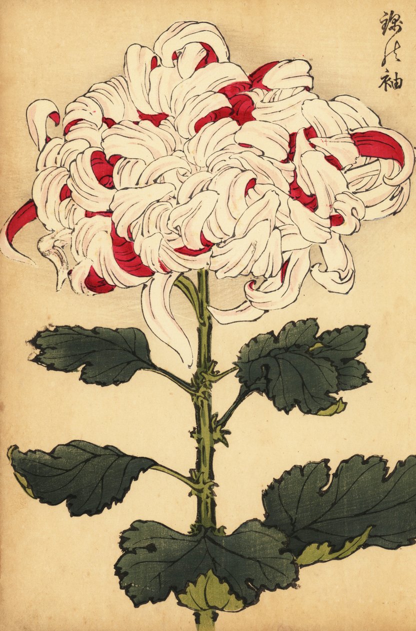 白と緋色の交配菊、1893年（彫刻） 作： 長谷川恵香