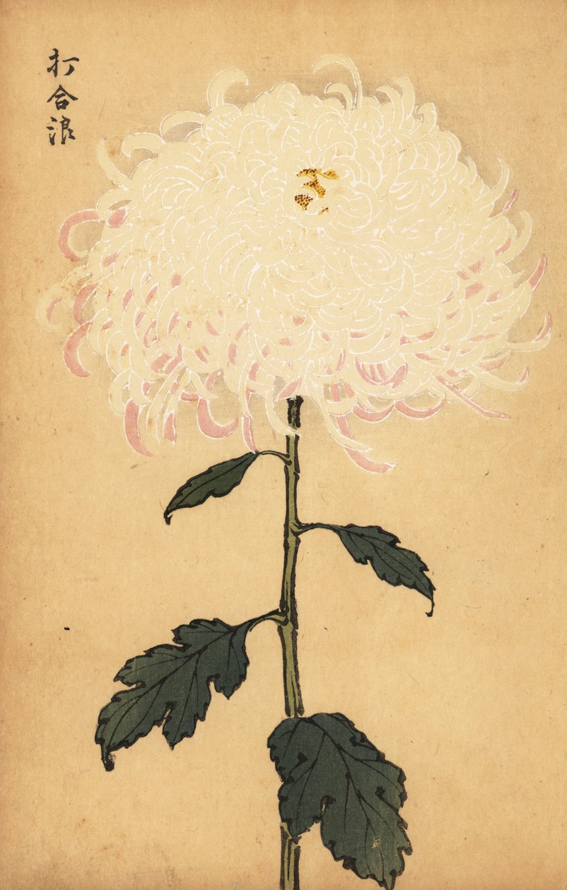 交配白菊、1893年（彫刻） 作： 長谷川恵香