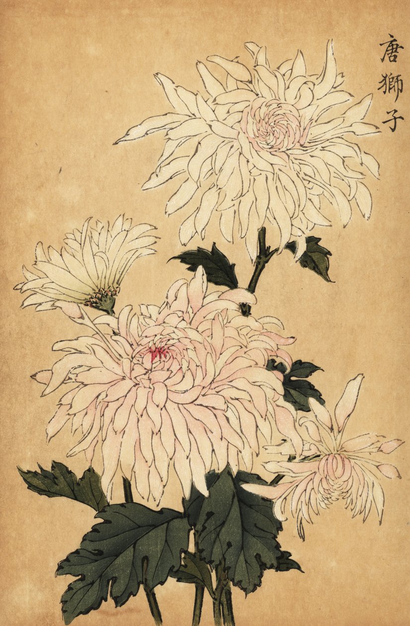 ハイブリッド白菊、キク属。 、1893年（彫刻） 作： 長谷川恵香