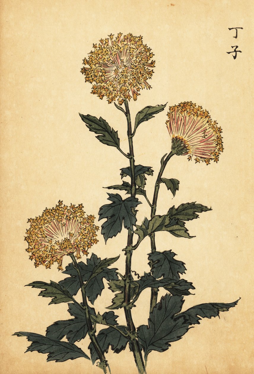 ハイブリッド イエロー キク、1893 年 (彫刻) 作： 長谷川恵香