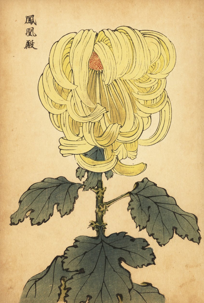 雑種黄色の内反菊、1893年（彫刻） 作： 長谷川恵香