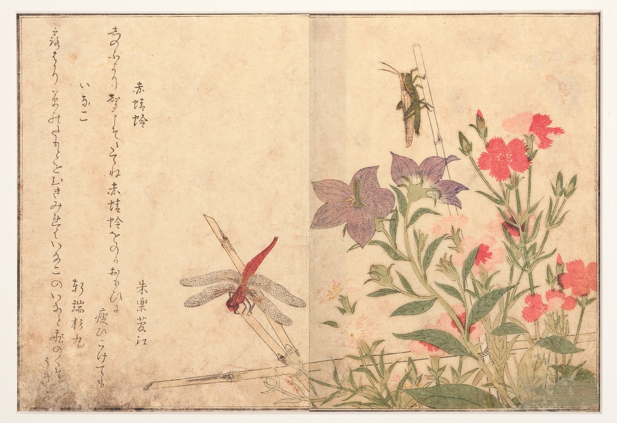赤いトンボとイナゴのロースト、1788年（木版） 作： 北川歌ro