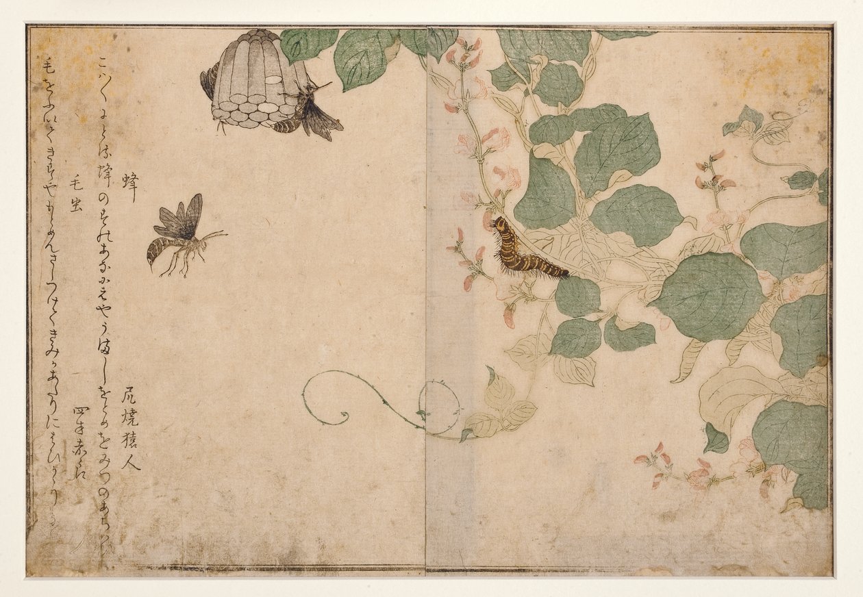 ハチと毛虫、1788年（木版） 作： 北川歌ro
