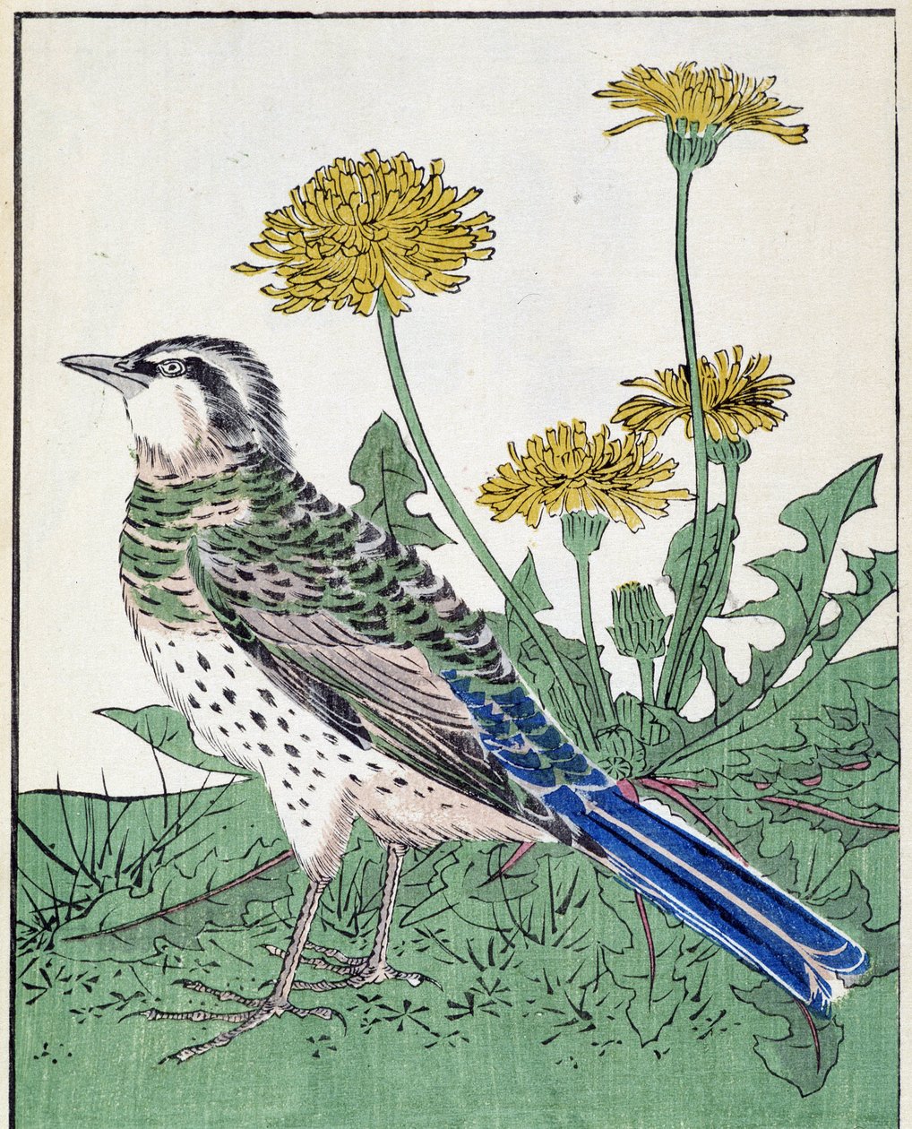 鳥です。北尾光彩による日本画 作： 北尾重政