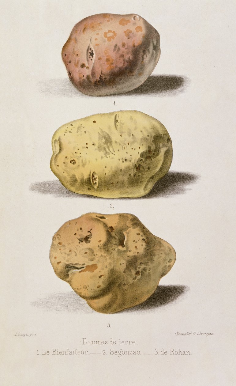 G. Severeyns（chromolitho）によって刻まれた3種類のジャガイモの植物プレート 作： L.ルイアー