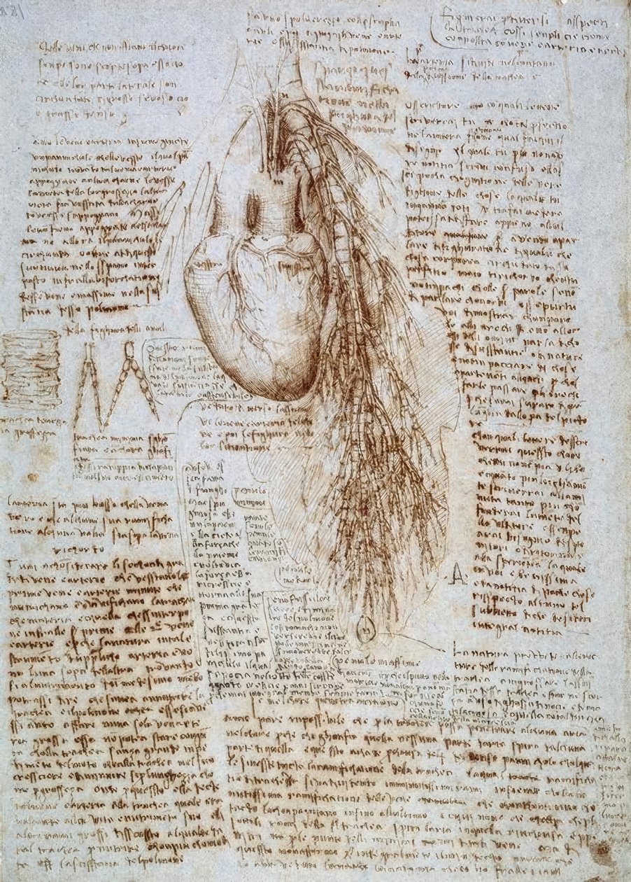 解剖学研究：心臓と肺を含む周囲の血管 作： レオナルド・ダ・ヴィンチ