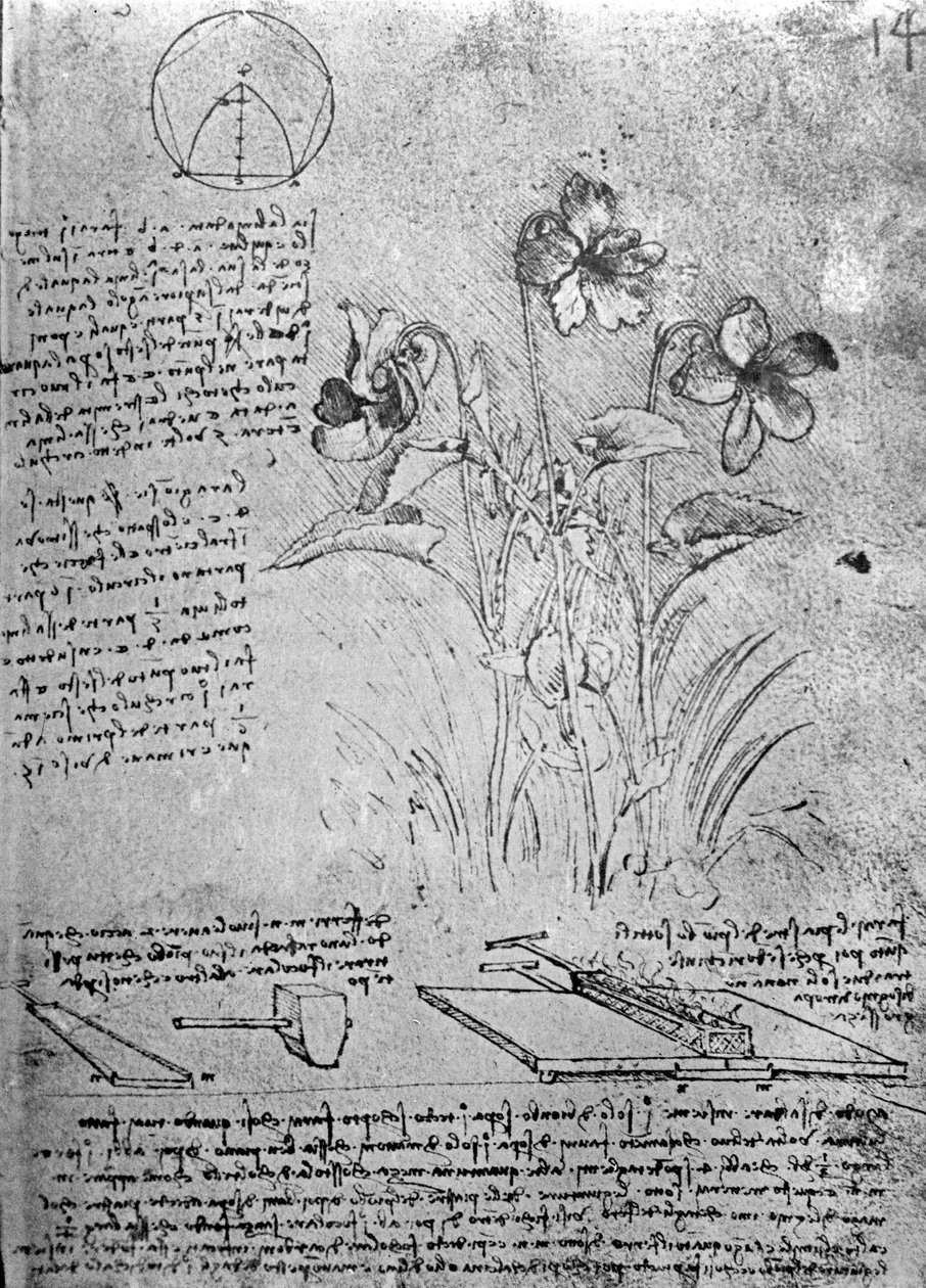 ビオラの研究（Viola odorataとViola canina）は次のとおりです。原稿Bの14r、c.1487-90（紙にペンとインク） 作： レオナルド・ダ・ヴィンチ