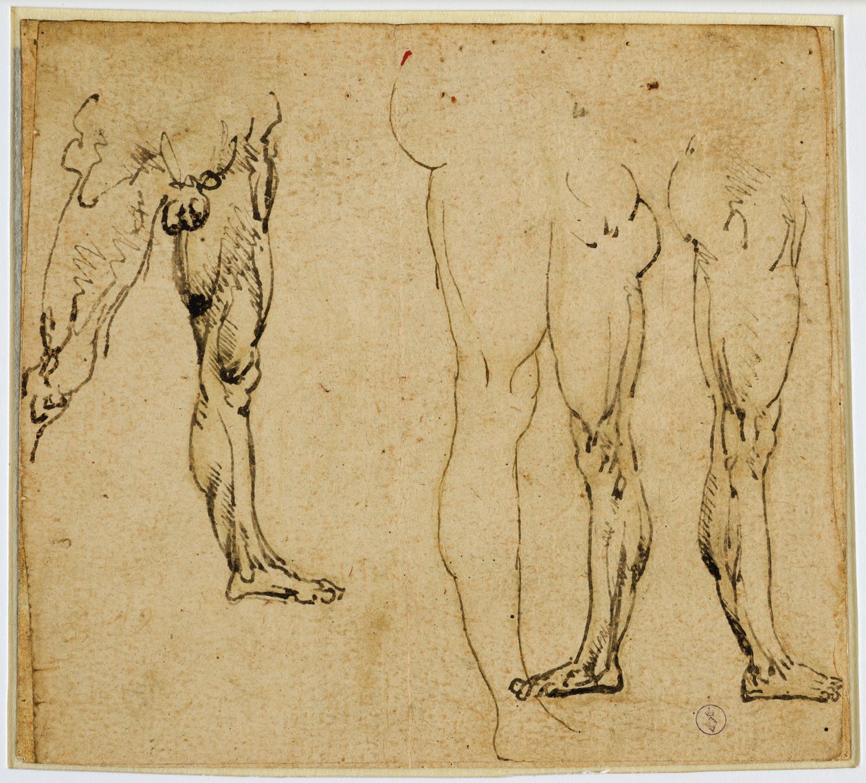 男らしい足の研究c。 1485-1487（ペンとインク、紙に金属チップの痕跡あり） 作： レオナルド・ダ・ヴィンチ