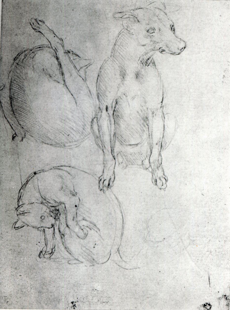 犬と猫の研究、1480年頃（紙のメタルポイント） 作： レオナルド・ダ・ヴィンチ