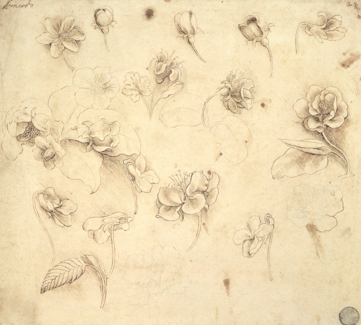 草のような植物の花（Briza Maxima）c.1481-83の研究 作： レオナルド・ダ・ヴィンチ