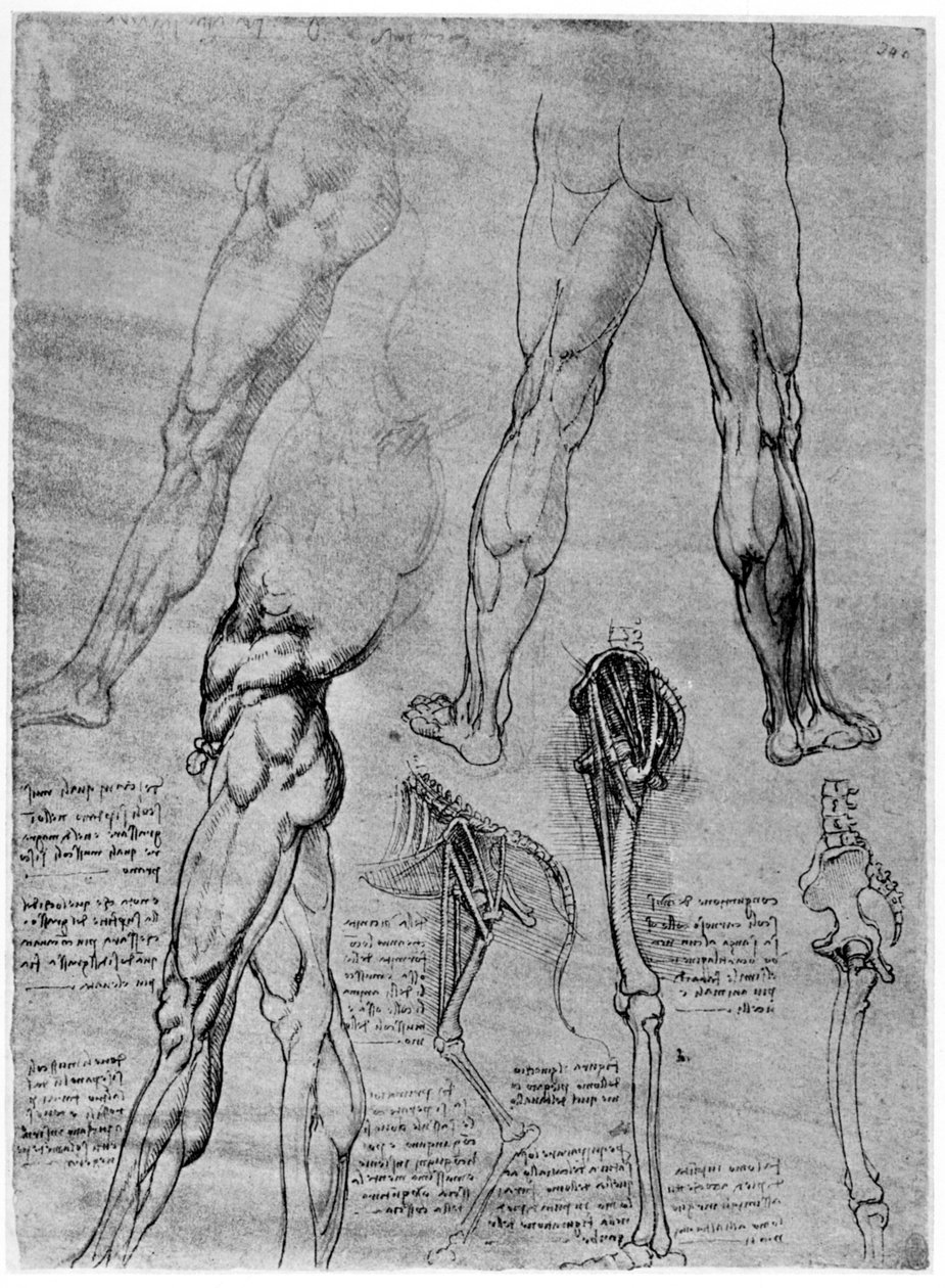 比較解剖学の研究、1506-1507 1954 作： レオナルド・ダ・ヴィンチ