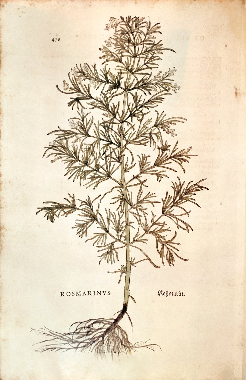 ローズマリー、Rosmarinus Officinalis (Rosmarinus).彩色彫刻 作： レオンハルト・フックス