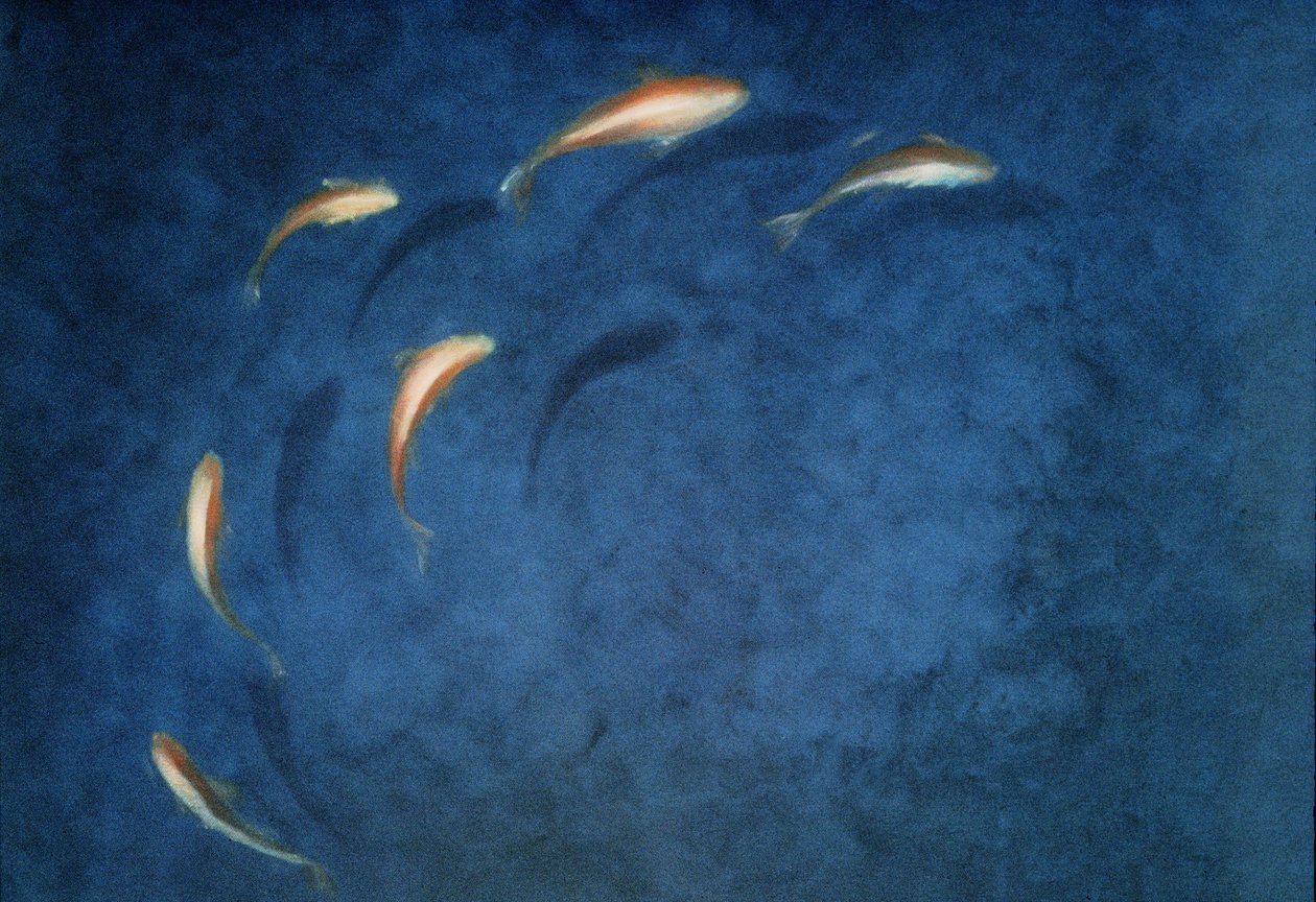 金魚プール 作： リンカーン・セリグマン