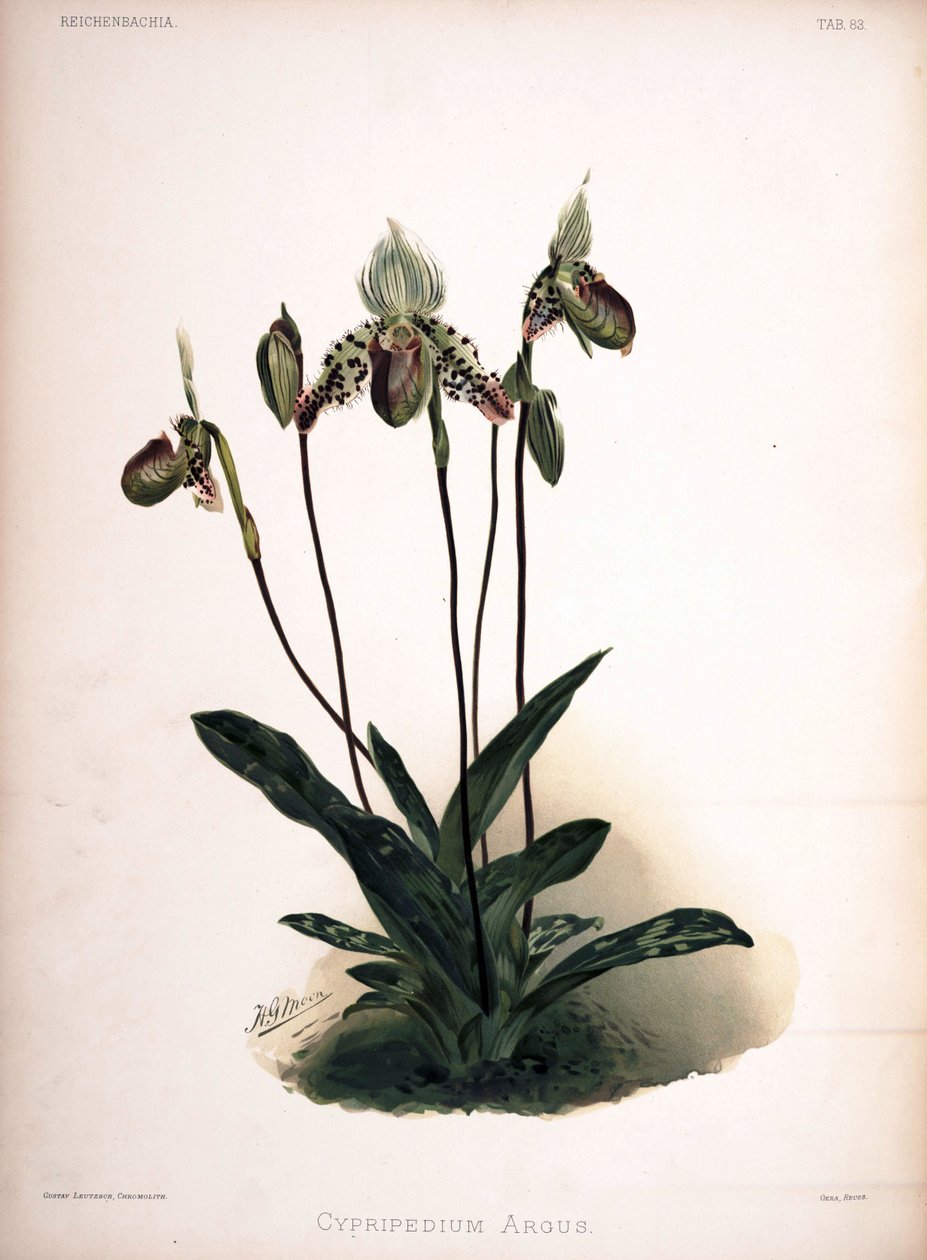 SynとしてのPaphiopedilum argus：Cypripedium argus 作： ロンドンH.ソザランアンドカンパニー