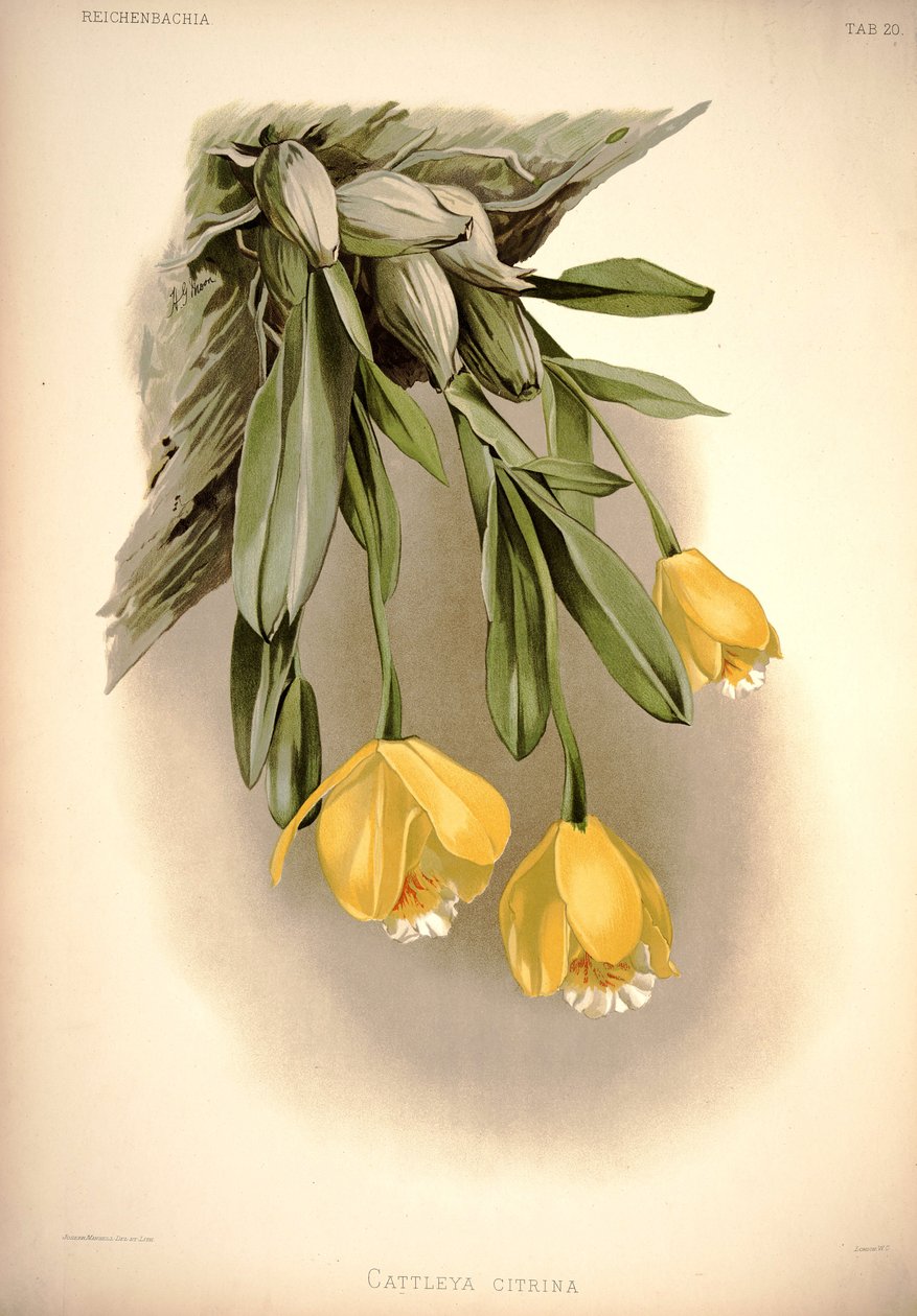 Prosthechea citrina（as：Cattleya citrina） 作： ロンドンH.ソザランアンドカンパニー