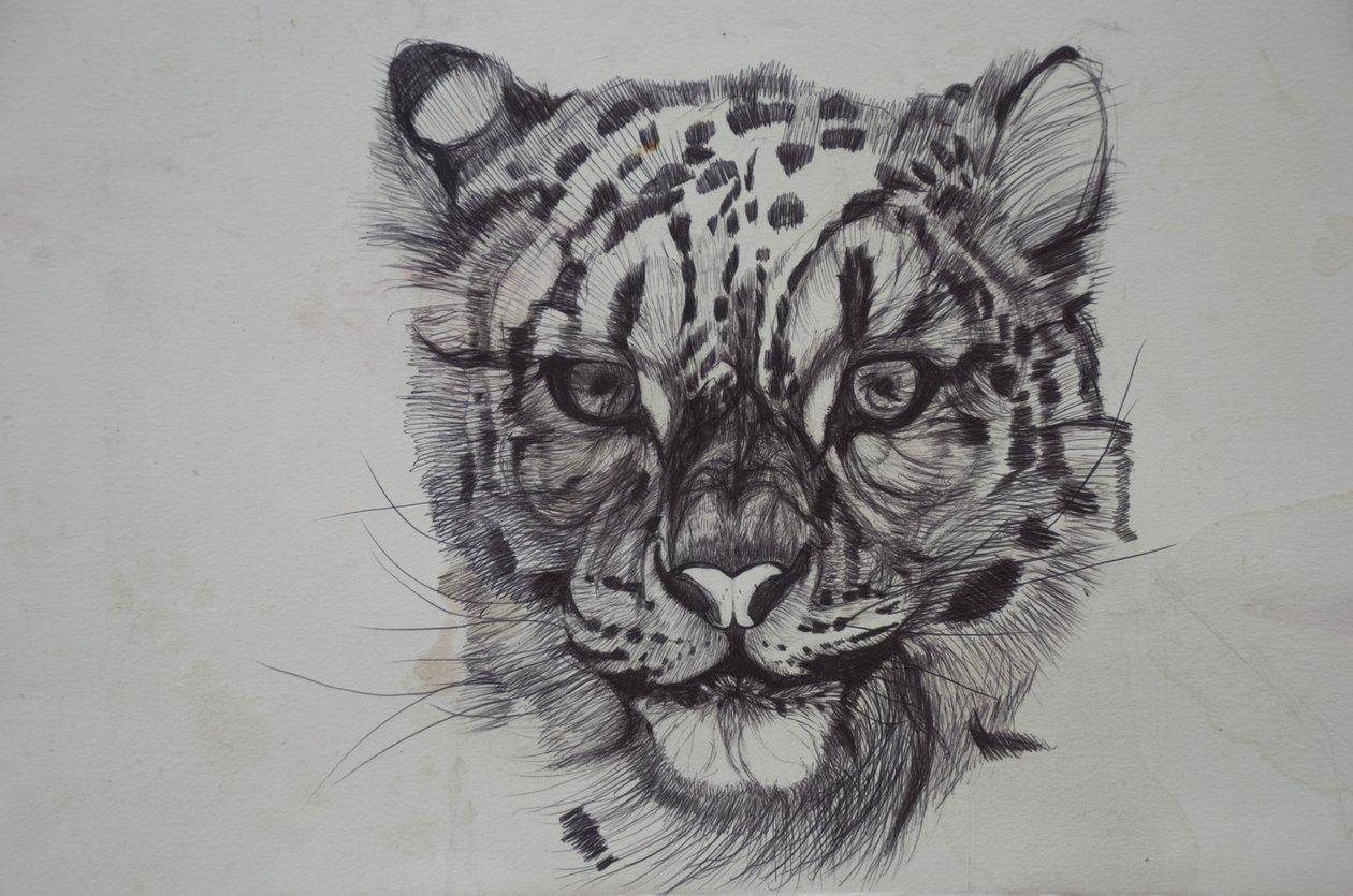 Snow Leopard、2016、（bic biro on paper） 作： ルー・ギブス