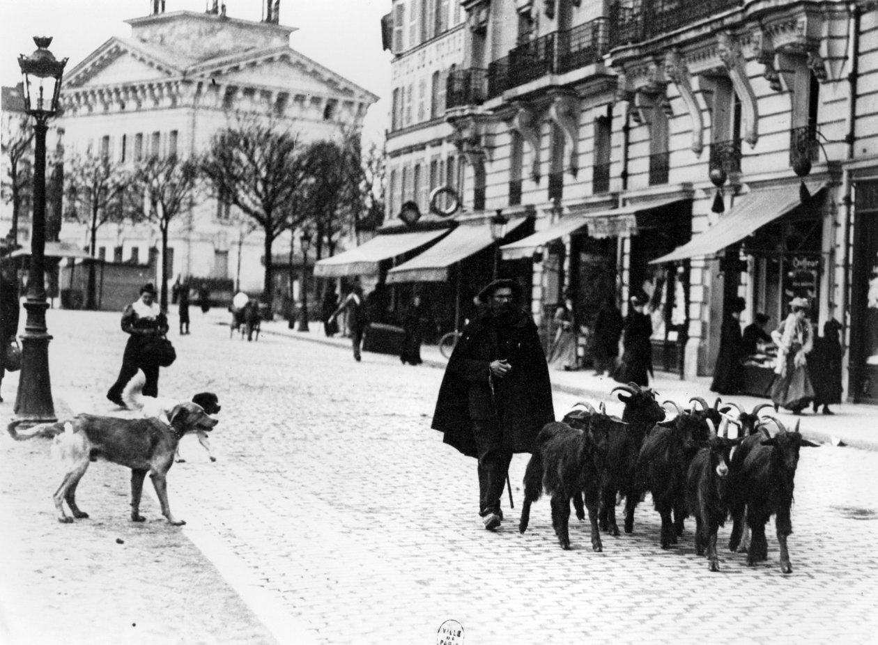 1900年頃、パリのヴァンセンヌクールで山羊の群れを運転しているゴーザルド（bw写真） 作： ルイ・ヴェール