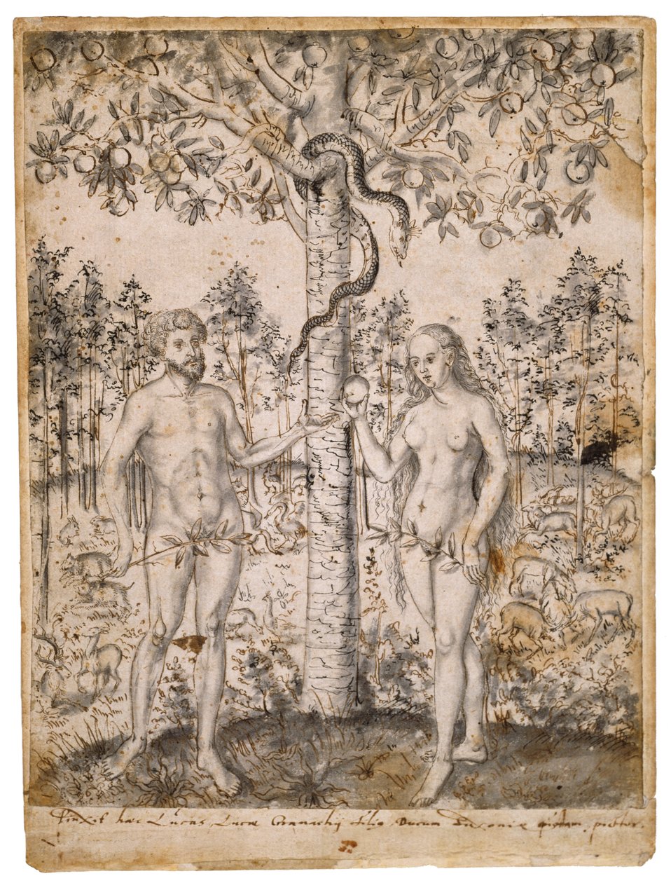 男の堕落、1549年以降（ペン、黒と茶色のインク、敷き紙に黒のウォッシュ） 作： ルーカス・クラナッハ・ザ・エルダー