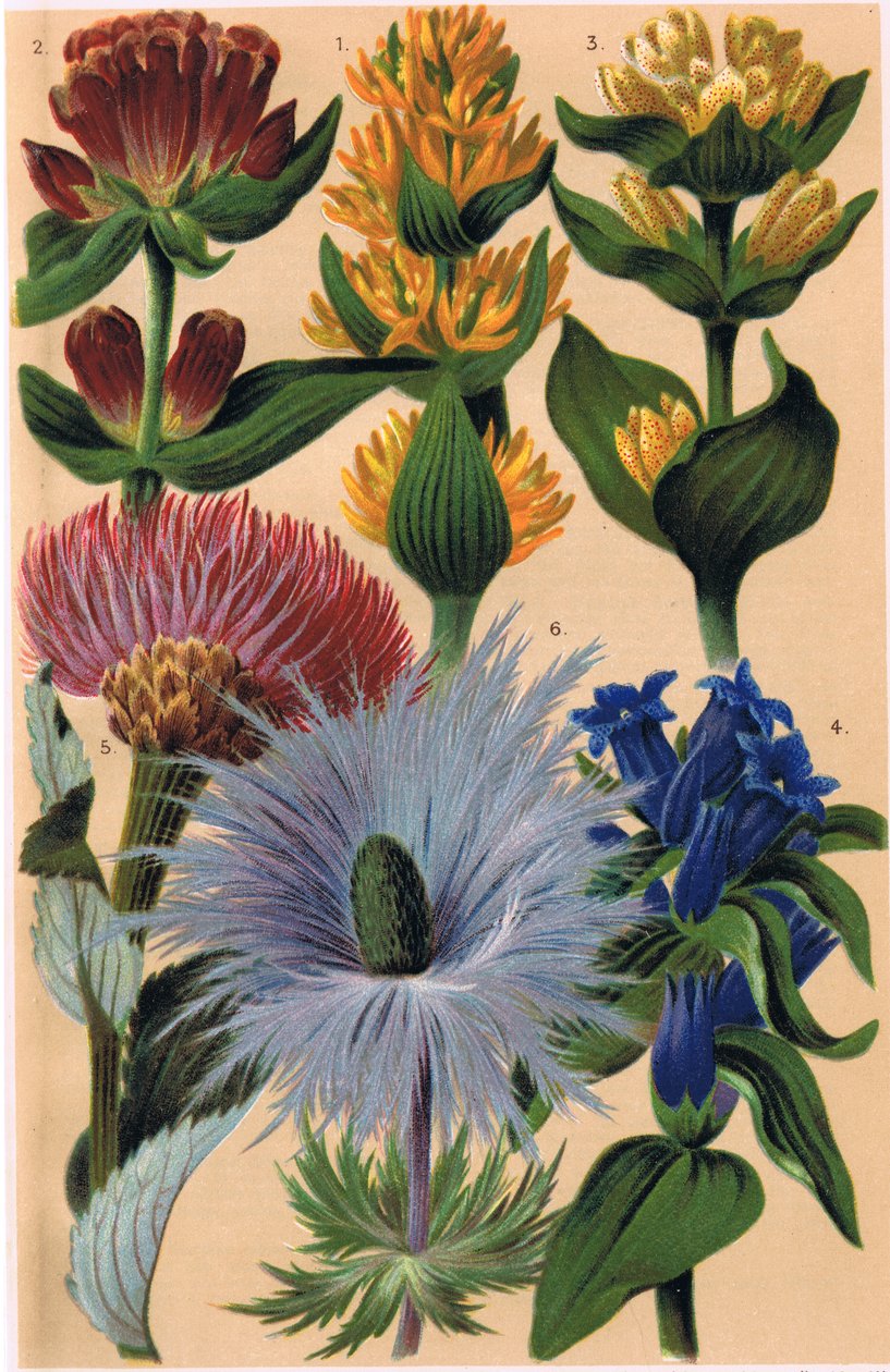 高山植物、CS Schroter教授による「Alpine Flora」のイラスト、1921年発行 作： ルートヴィヒ・シュローター