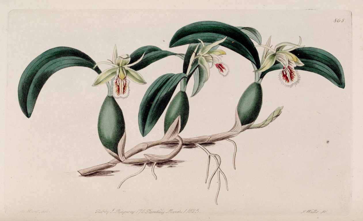 Coelogyne fimbriataのイラスト 作： M.ハート