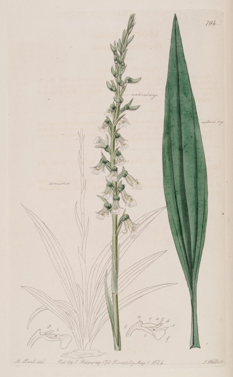 Cyclopogon bicolor（syn。Neottia bicolor）のイラスト 作： M.ハート