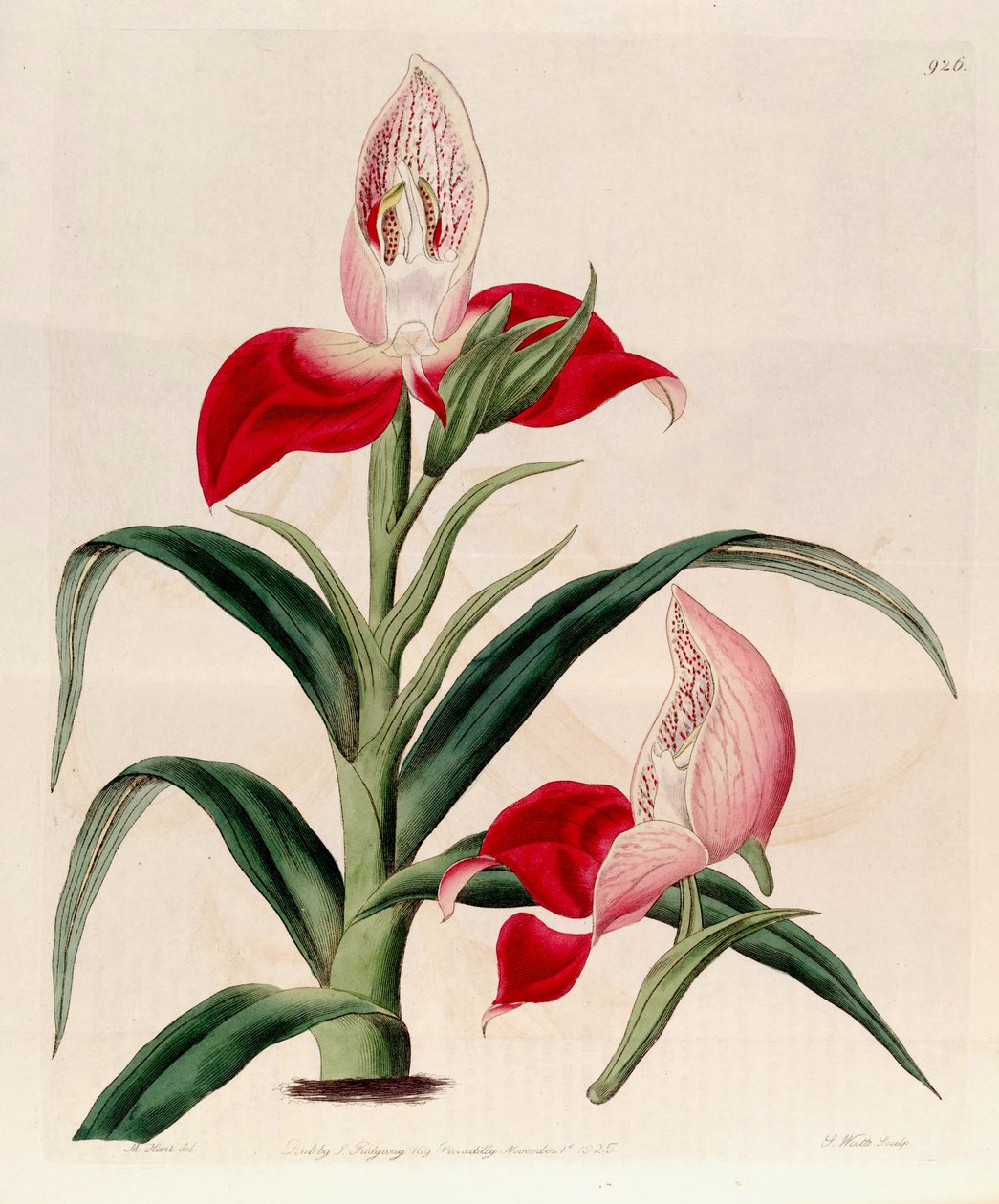 Disa uniflora（syn。Disa grandifloraとして）のイラスト 作： M.ハート