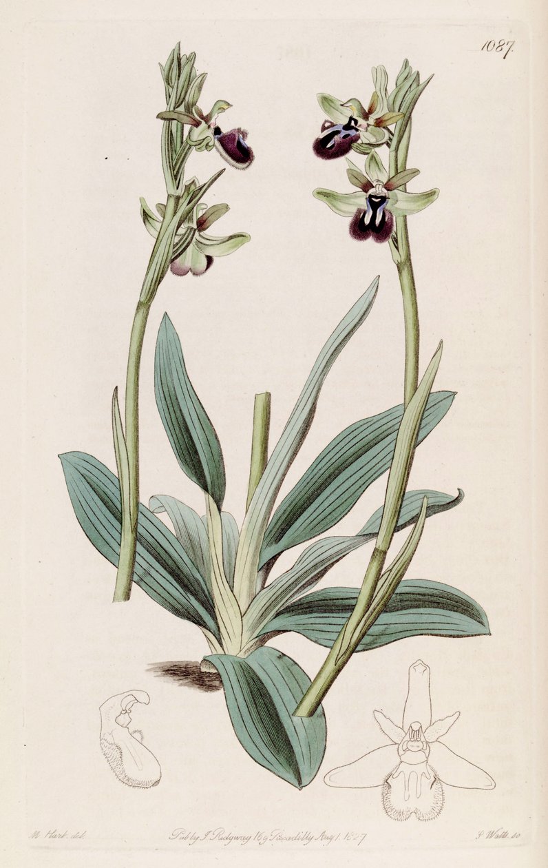 Ophrys sphegodes subsp。のイラスト。 atrata（syn。Ophrys atrataとして） 作： M.ハート