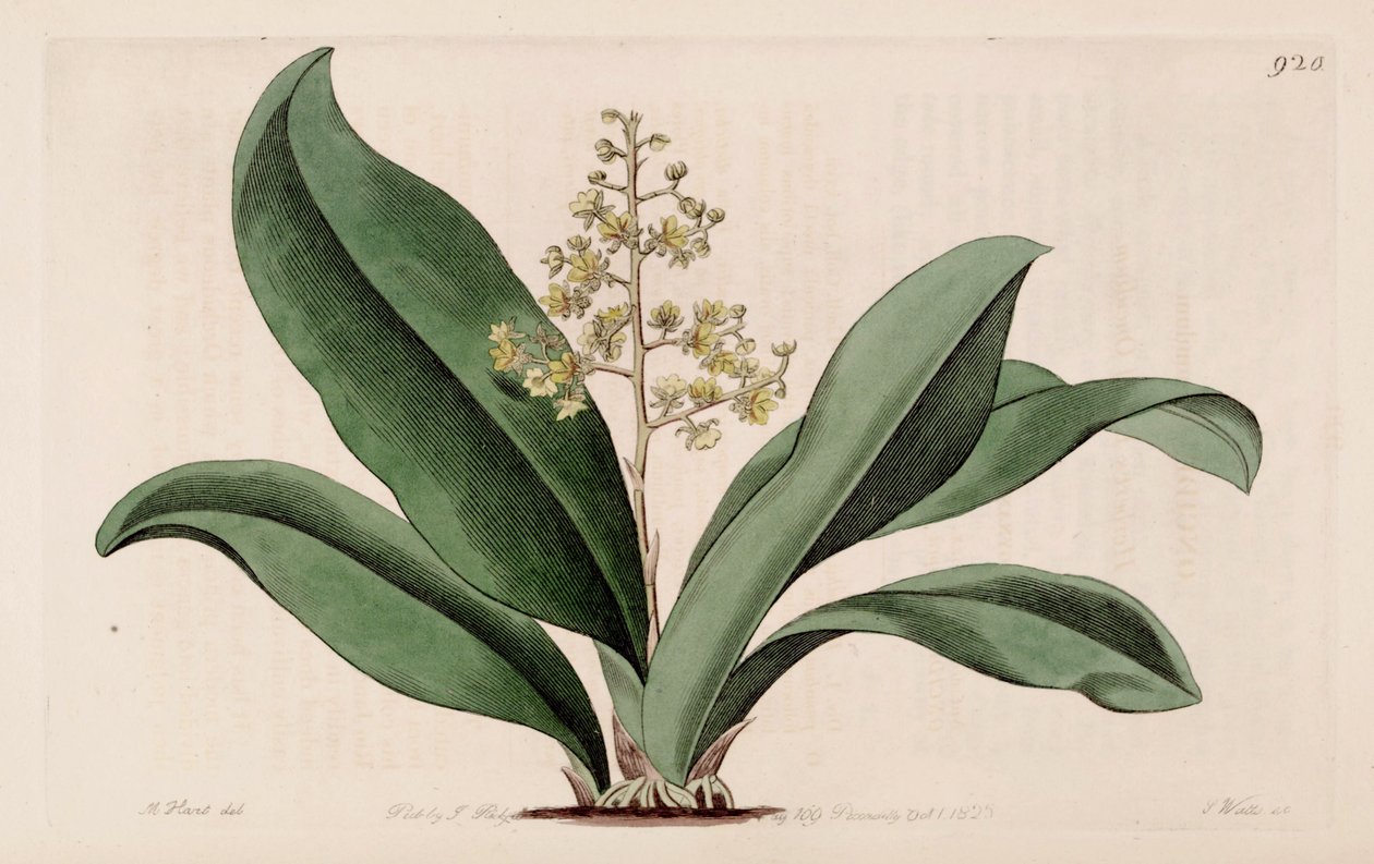 Trichocentrum pumilum（同種Oncidium pumilum）のイラスト 作： M.ハート
