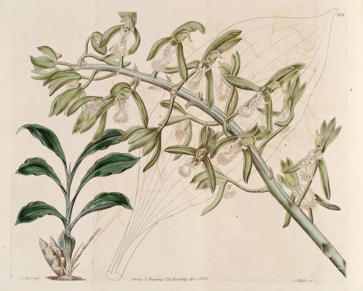 Catasetum cristatumの図解 作： M.ハート