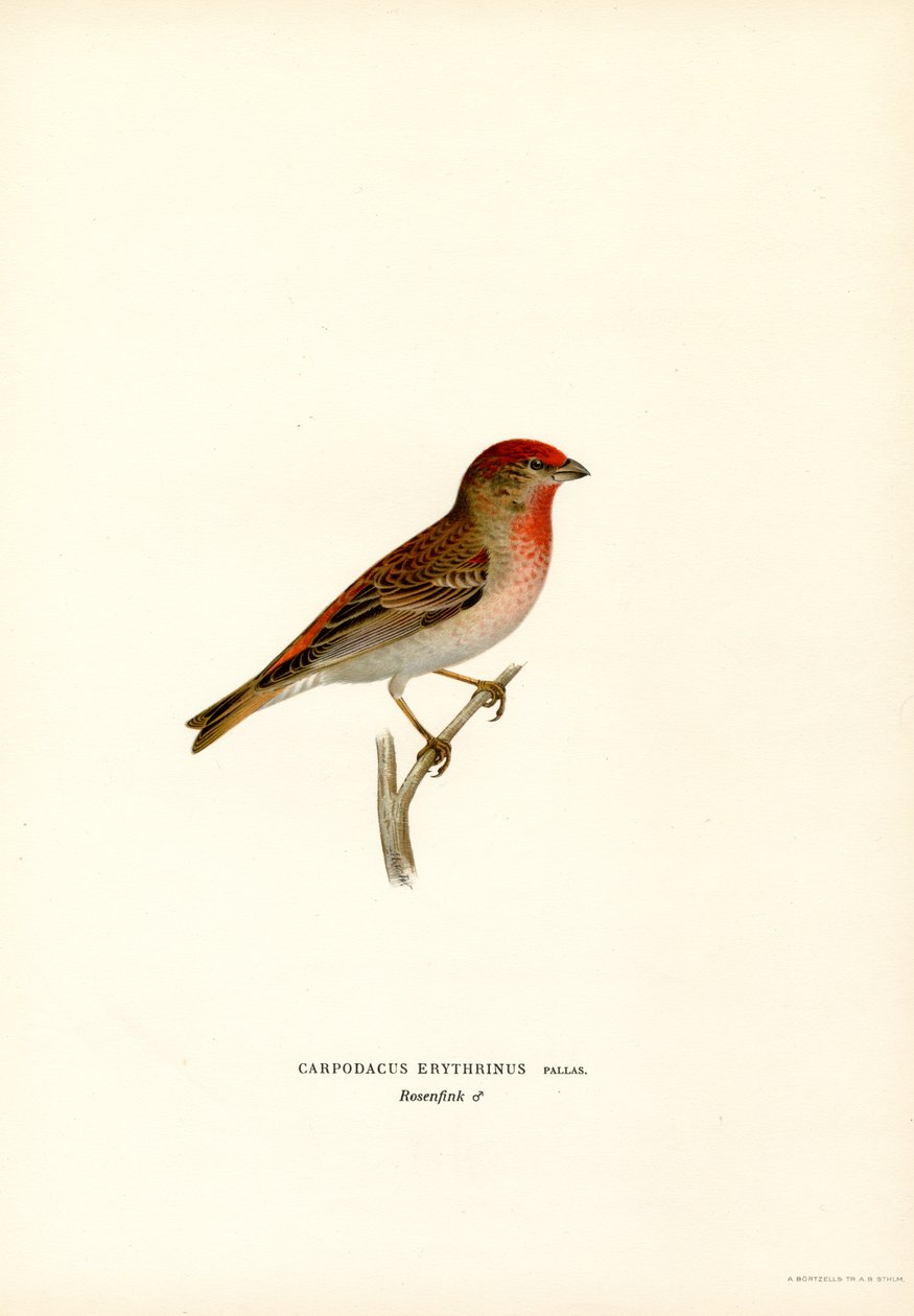 Rosefinch (カラーリソ) 作： マグナスフェルディナンドとウィルヘルムフォンライト