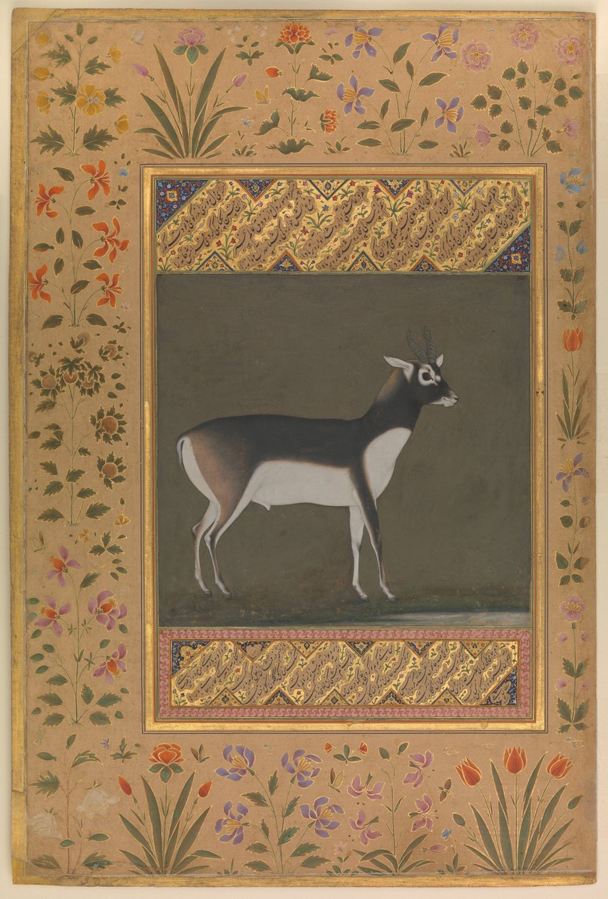 シャー・ジャハン・アルバムのブラック・バック、フォリオ、c.1615-20 作： マノハール
