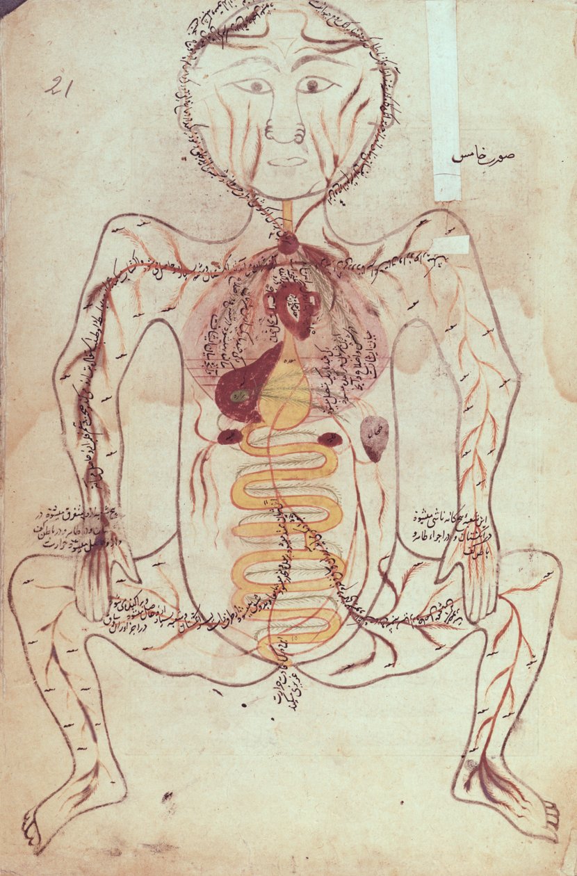 Ms Persan 1555人間の循環および消化器系の解剖図、c.1425-50 作： マンスールb。エリヤ・チラジ