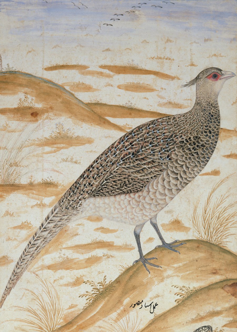 ヒマラヤのキジ、ジャハンギル時代、ムガール、1620年頃（水彩） 作： マンスール