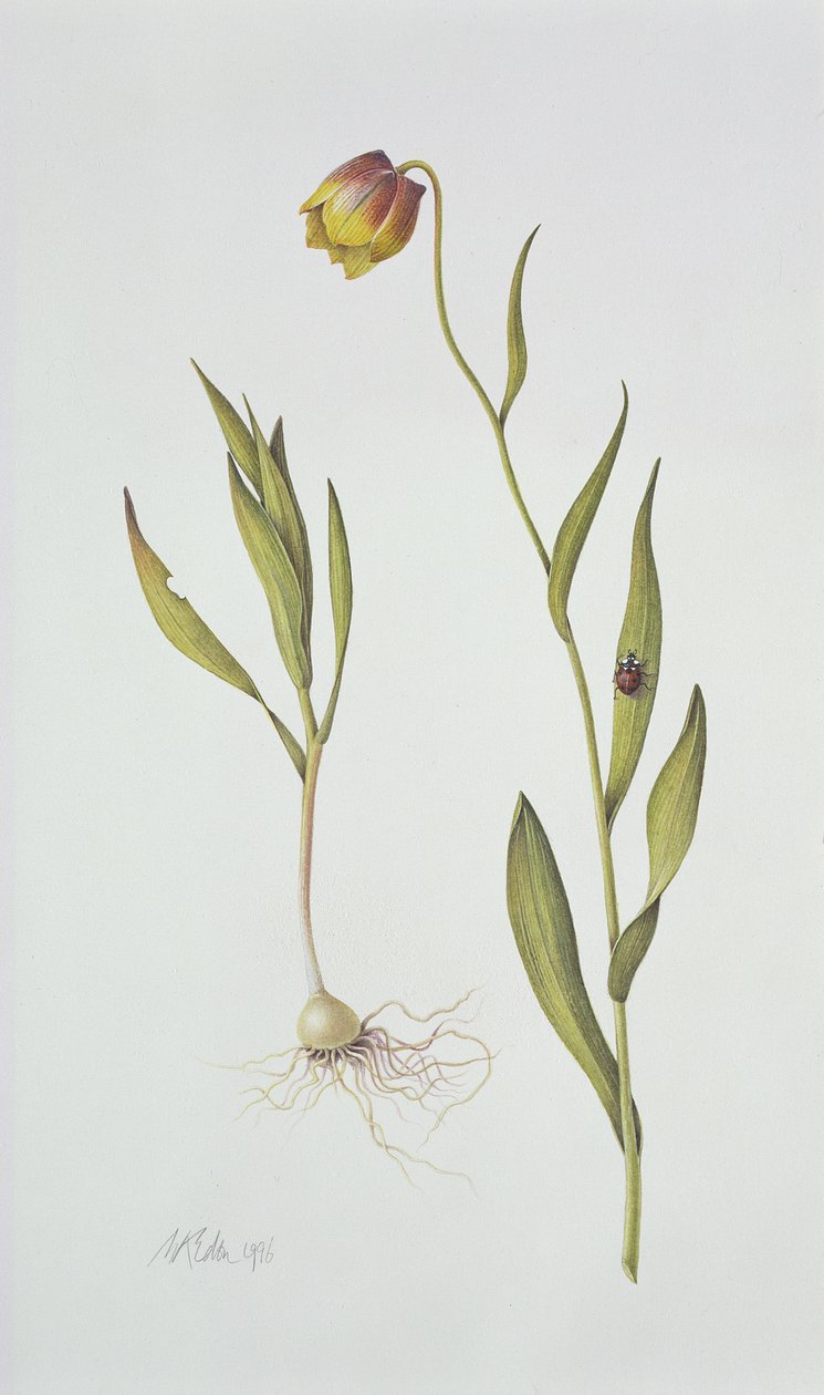Fritillaria Michailovsky、1996（紙のトイレ） 作： マーガレット・アン・エデン