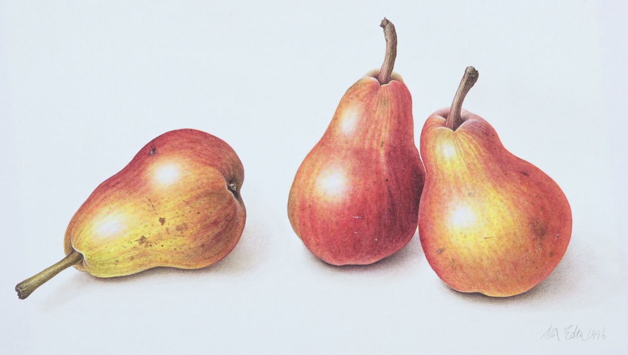 Red Pears、1996（紙にトイレ） 作： マーガレット・アン・エデン