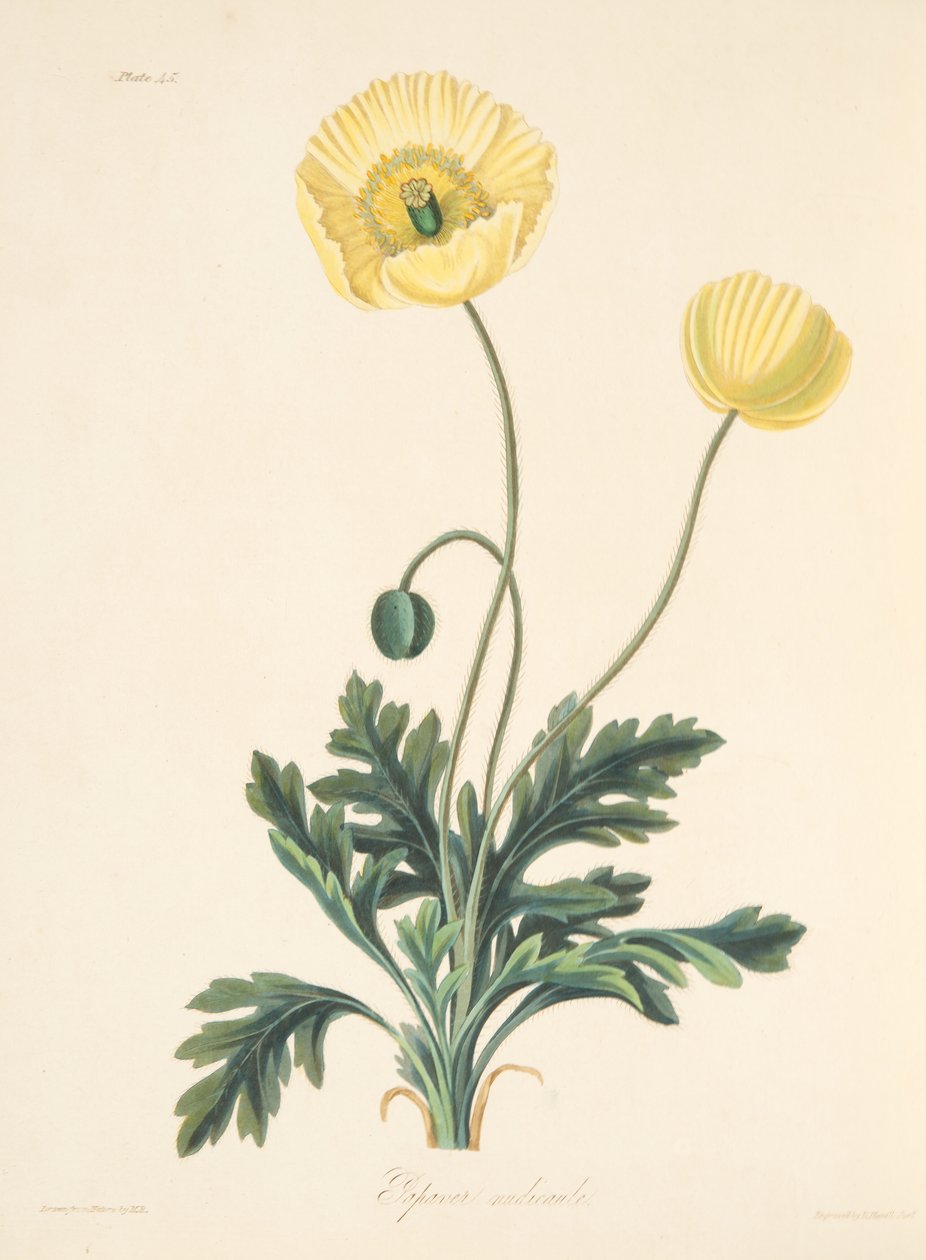 裸足のケシ、季節の花のイラスト、パブ。 1829年（手描きの彫刻） 作： マーガレット・ロスコー